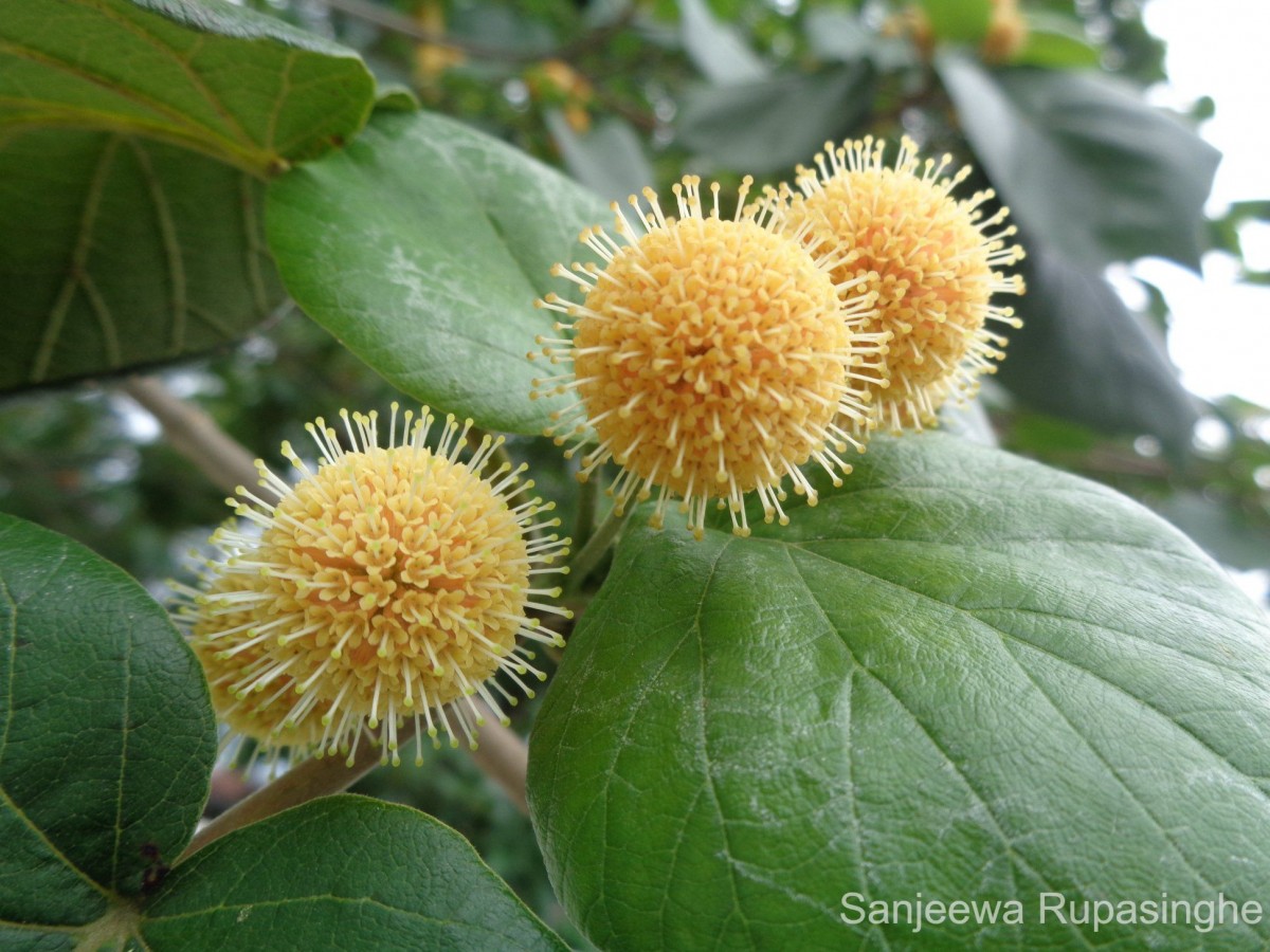 Adina cordifolia (Roxb.) Brandis